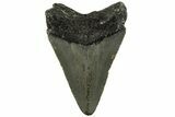 Fossil Megalodon Tooth - North Carolina #200669-1